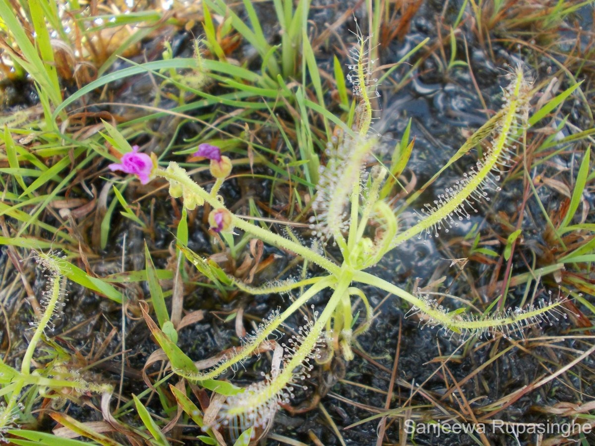 Drosera indica L.